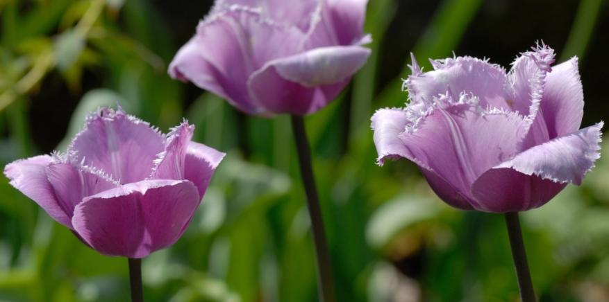 Tulip anatomy 4